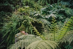 植物
