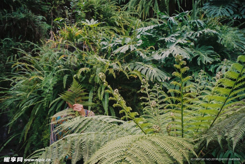 植物