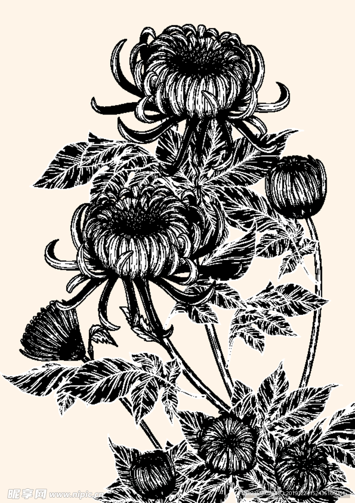 纯色绘画植物花朵