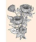 纯色绘画植物花朵