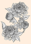 纯色绘画植物花朵