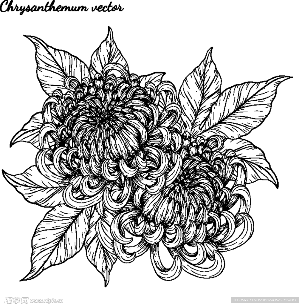 纯色绘画植物花朵