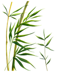 植物竹子装饰图案