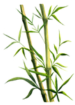 植物竹子装饰图案