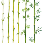 植物竹子装饰图案