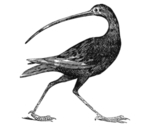 鸟类素描绘画