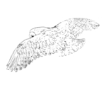 鸟类鸭子素材绘画