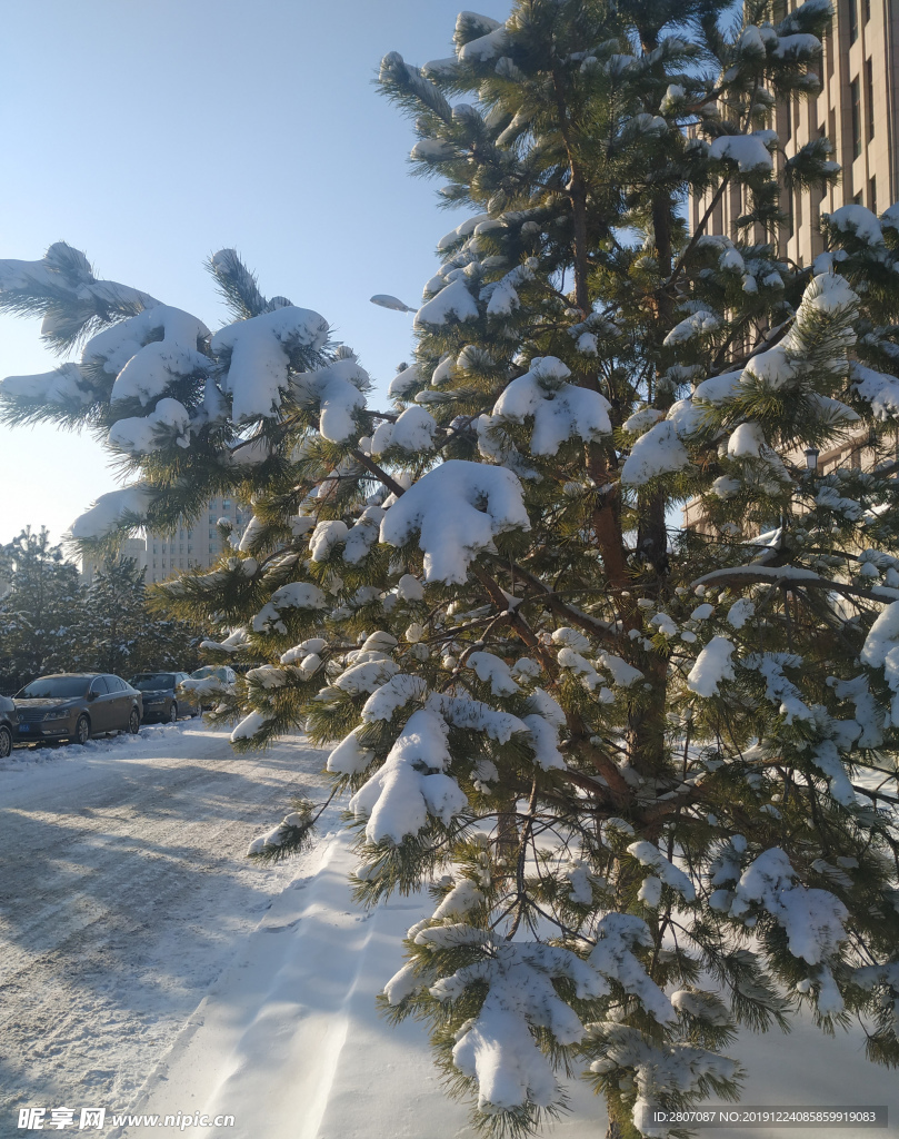 雪的印记 雪地 东北 冬天 冬