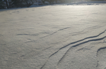 雪的印记 雪地 东北 冬天 冬