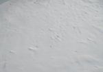 雪的印记 雪地 东北 冬天 冬