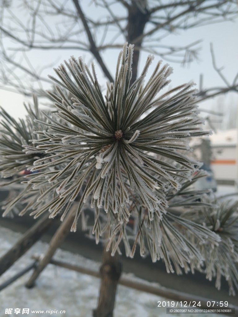 树挂 干草 雪地 东北 冬天