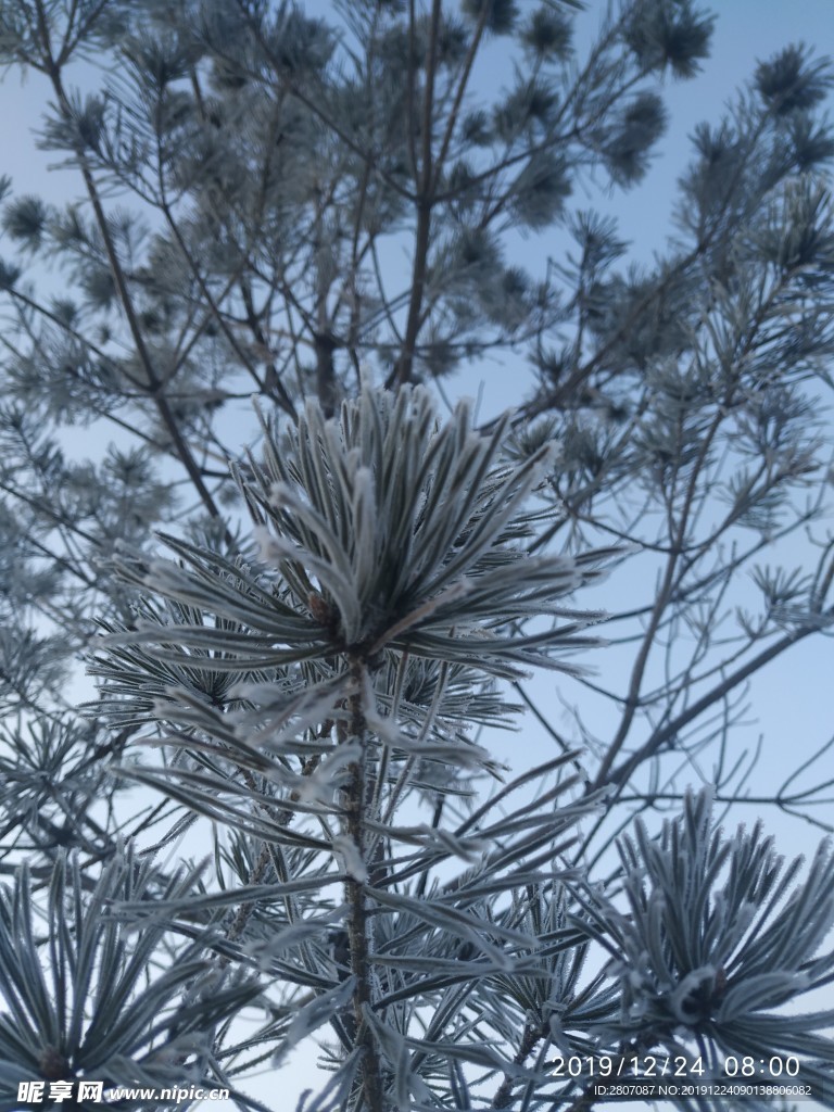 树挂 干草 雪地 东北 冬天