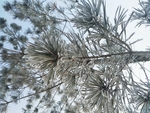 树挂 干草 雪地 东北 冬天