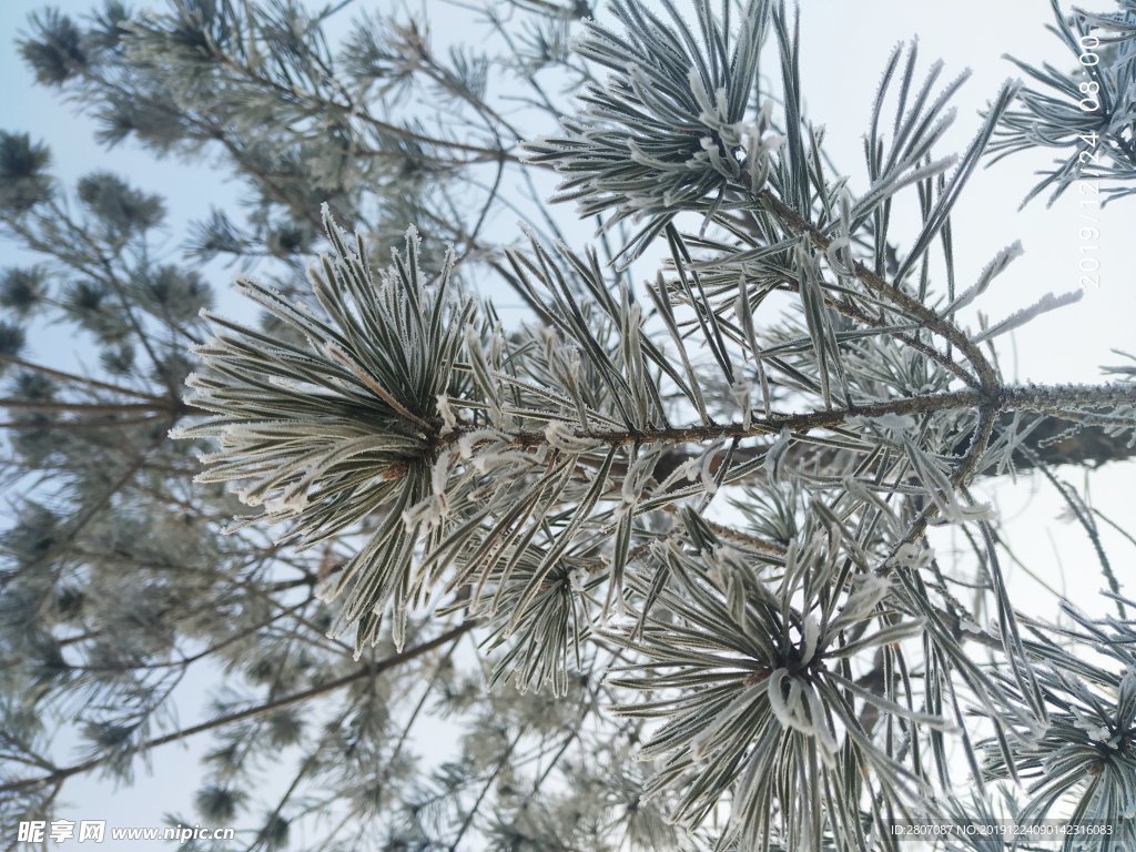 [原创]冬之美-树挂 - 摄友摄色 - 华声论坛