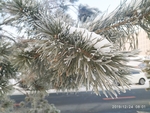 树挂 干草 雪地 东北 冬天