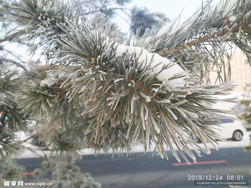树挂 干草 雪地 东北 冬天