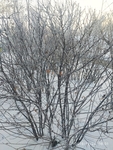 树挂 干草 雪地 东北 冬天