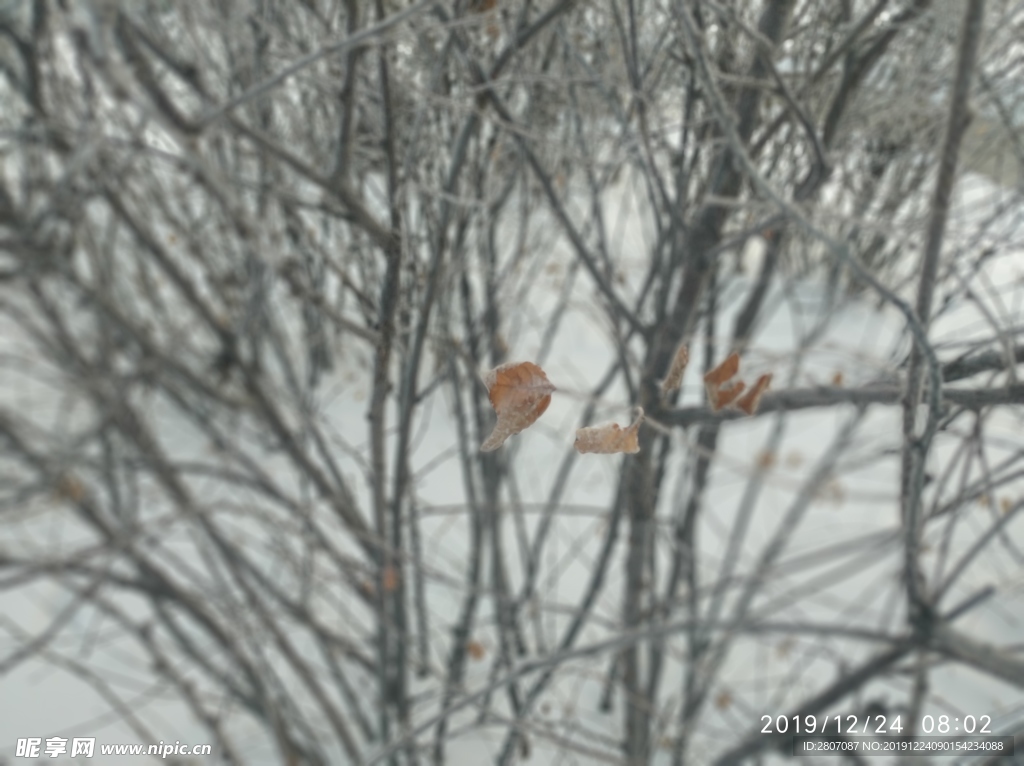 树挂 干草 雪地 东北 冬天