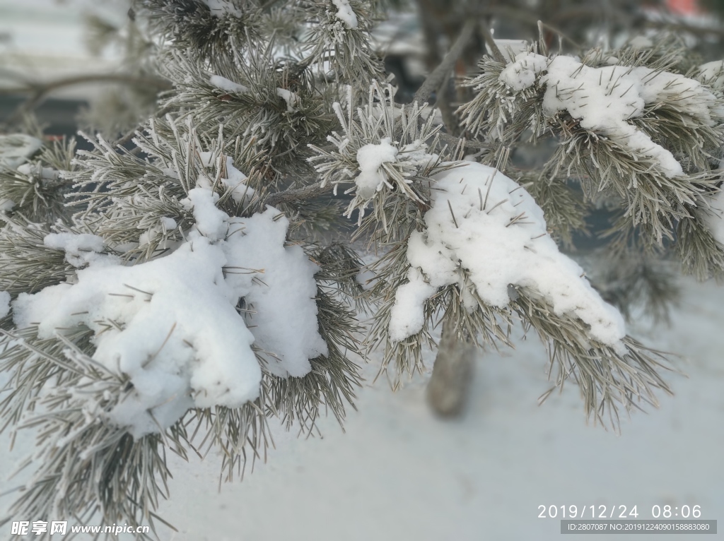 树挂 雪地 东北 冬天