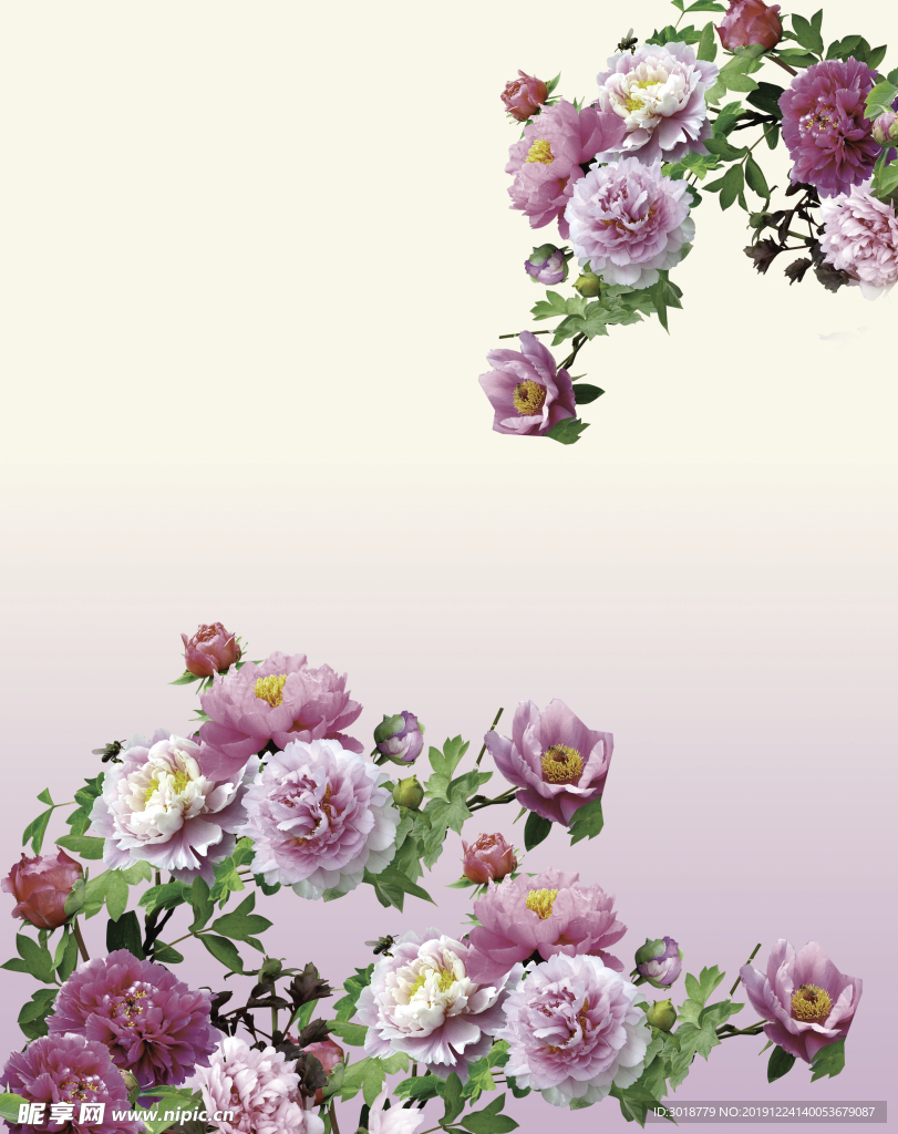 牡丹花