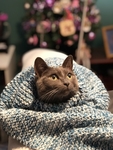 灰猫
