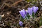 郁金香鲜花