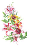 手绘花草 牡丹花园 元素素材