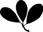 植物系列 树叶