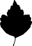 植物系列 树叶