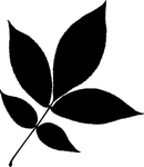 植物系列 树叶
