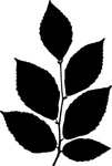 植物系列 树叶
