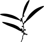 植物系列 树叶