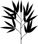 植物系列 竹叶