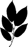 植物系列 树叶