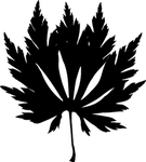 植物系列 掌形树叶