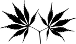 植物系列 掌形树叶