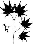 植物系列 掌形树叶