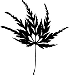 植物系列 树叶
