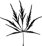 植物系列 树叶