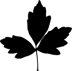 植物系列 树叶
