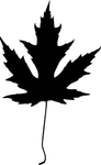 植物系列 树叶
