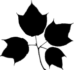 植物系列 树叶