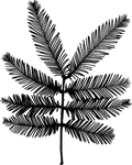 植物系列 树叶