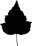 植物系列 树叶