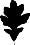 植物系列 树叶
