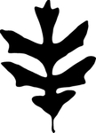 植物系列 树叶