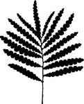 植物系列 树叶