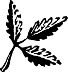 植物系列 树叶