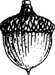 植物果实系列 种子