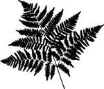 植物系列 树叶